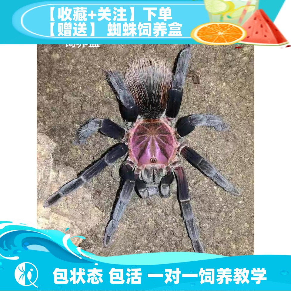 【祁one】哥伦比亚梦幻红镭射大型凶猛捕鸟蛛宠物蜘蛛活体高端
