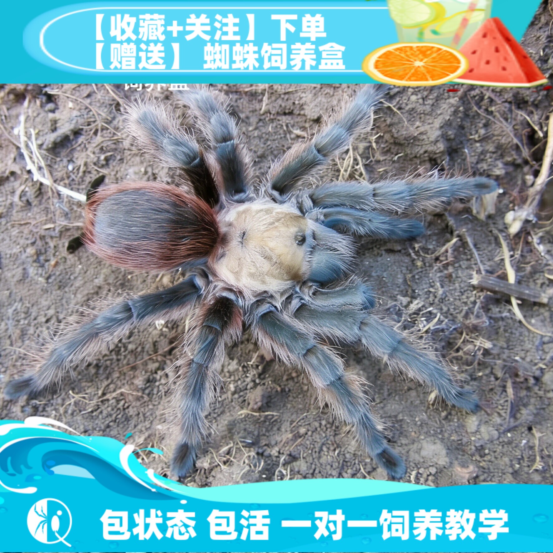 【祁one】德克萨斯绯红aph属温顺长寿易饲养的宠物活体蜘蛛捕鸟蛛
