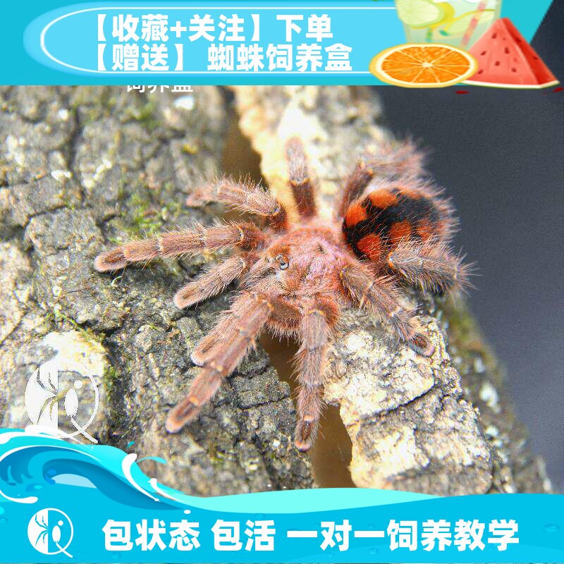 委内瑞拉红间粉趾高端侏儒蜘蛛