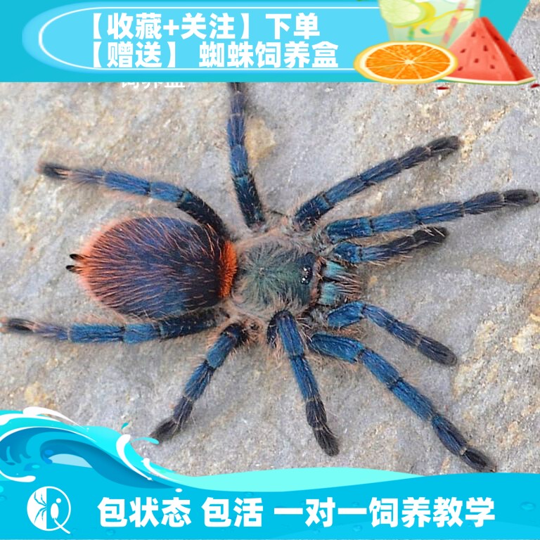 【祁one】巴西蓝丝绒 高端稀有蓝色艳丽小型捕鸟蛛宠物蜘蛛