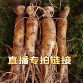 直播专拍 50元 链接 长白山鲜人参 拍前联系主播 已直播间为准