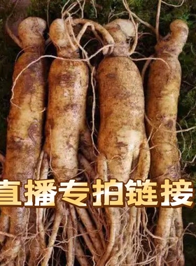 长白山鲜人参  直播专拍+50元链接 拍前联系主播  已直播间为准