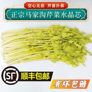 平度马家沟芹菜新鲜蔬菜山东青岛特产大叶黄嫩芯玻璃脆顺丰包邮