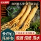 长白山特大人参新鲜人参大个品质野山参人叁保鲜参整枝泡酒专用