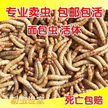 活虫面包虫龟画眉龙鱼饲料鸟食仓鼠八哥鲜活虫活体面包虫活体