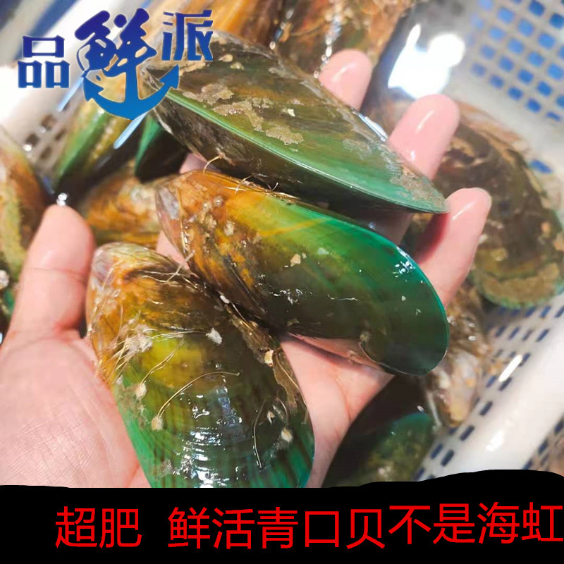 进口青口贝鲜活 新西兰青口贝 超肥绿唇贻贝翡翠贻贝 鲜活贻贝