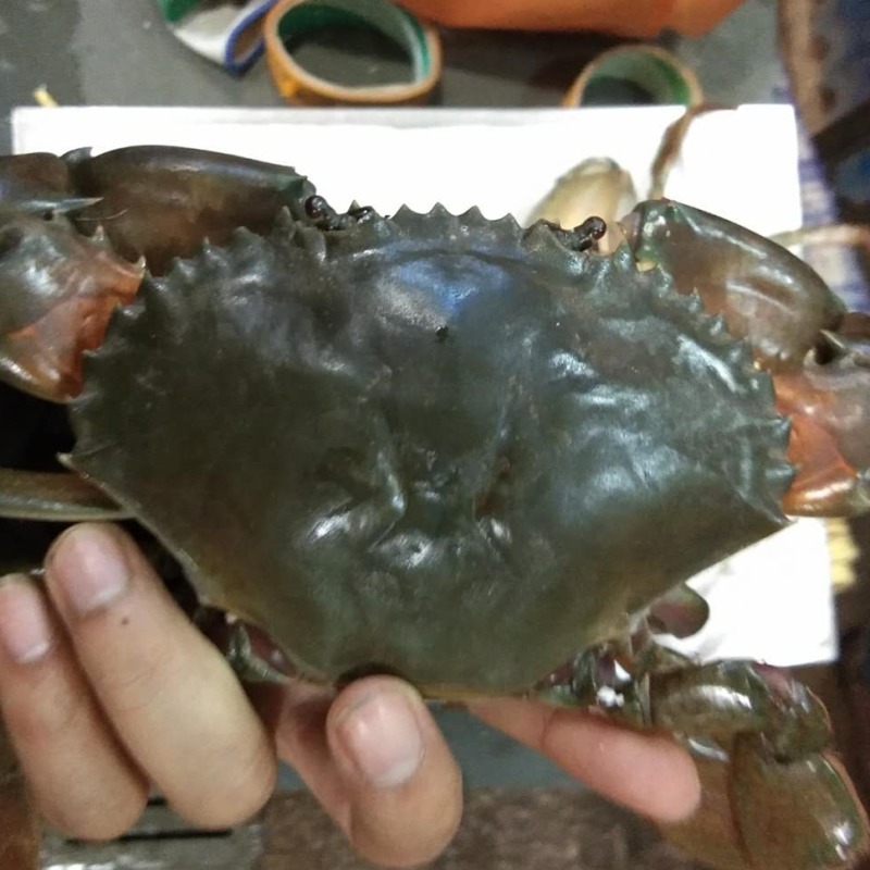 5两/只大青蟹红鲟蟹膏蟹