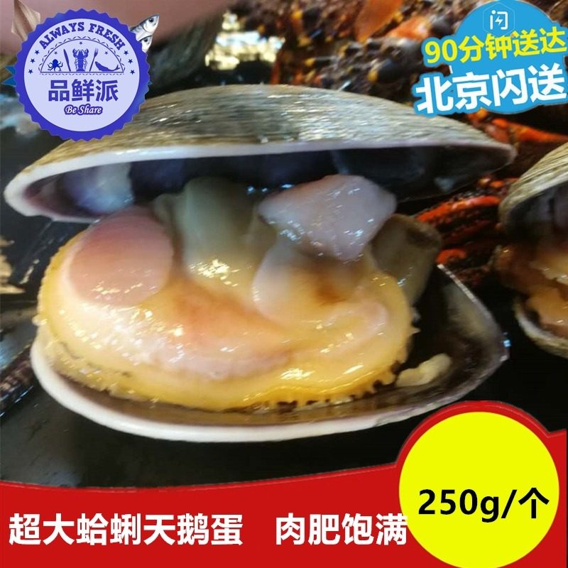 水产海鲜超大蛤蜊天鹅蛋鲜活紫石房蛤贝类烧烤刺身料理250g/个