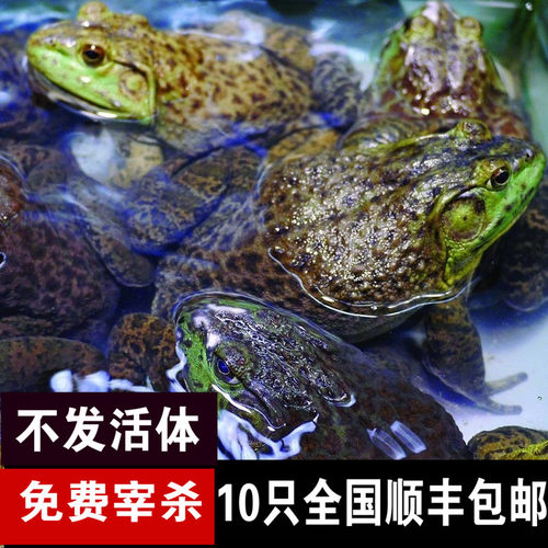按只免费宰杀鲜活牛蛙 美蛙 大牛蛙活体牛蛙腿冷冻包邮 食用蛙 - 封面