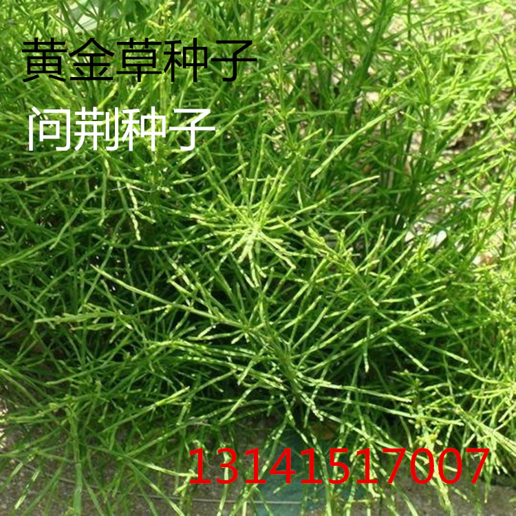 种子黄金金草空心笔头菜中药