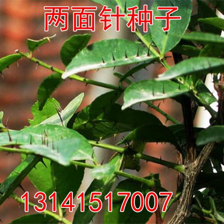 两面针种子庭院盆栽中药材入地金牛双面刺山椒观花中草药材苗种籽