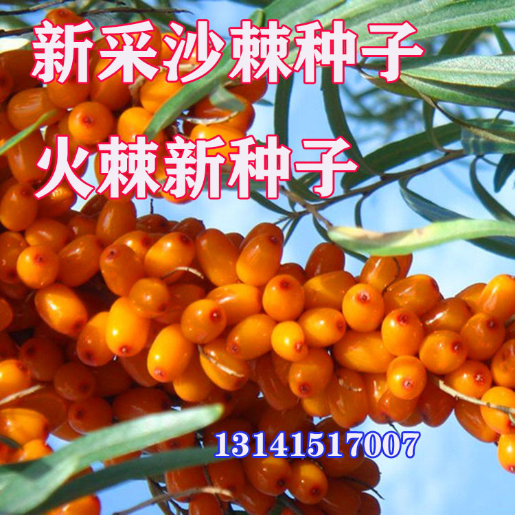新疆沙棘种子火把果 救军粮 红子刺  赤阳子绿化盆栽盆景火棘种子