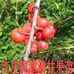 脆甜红皮油甘果苗 嫁接苗 带土狮头果甜橄榄苗 盆栽 纯甜油甘果苗