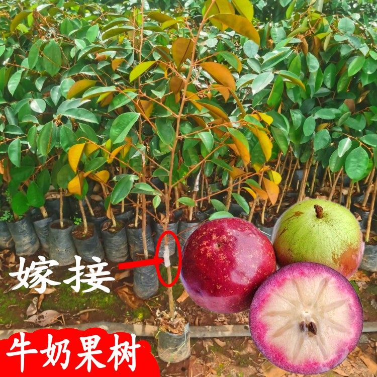 嫁接牛奶果树苗紫龙牛奶果苗越南牛奶果南方星苹果庭院盆栽带土
