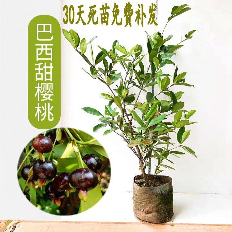 樱桃苗甜樱桃苗巴西樱桃树果树樱桃苗南方种植庭院盆栽带土带叶