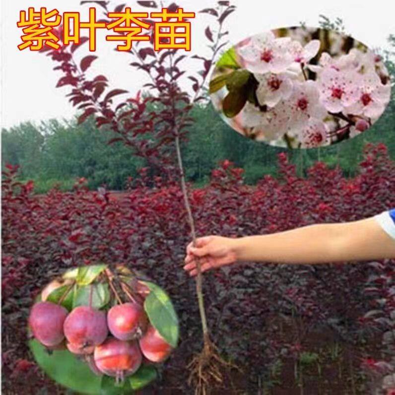 紫叶李树苗工程紫叶李树红叶李子树苗木正宗园林绿化紫叶李子树苗
