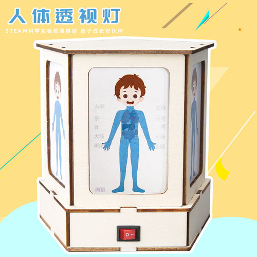 科技小制作人体结构观察透视灯
