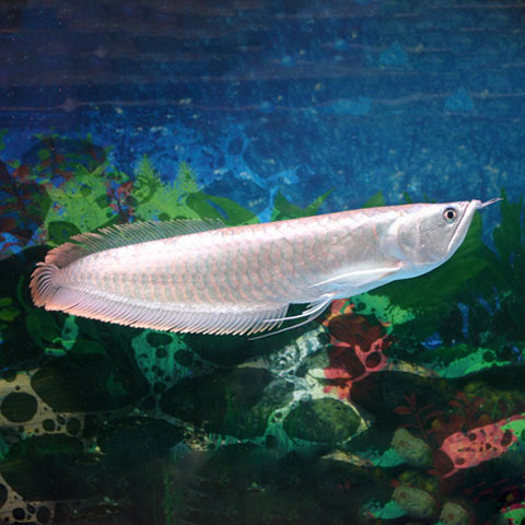 银龙鱼活体大中型热带观赏鱼鱼缸宠物淡水风水鱼发财鱼金龙鱼龙鱼