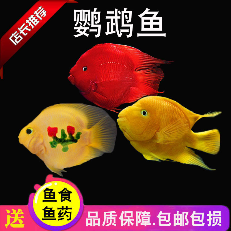 鹦鹉鱼活体热带观赏鱼活鱼血鹦鹉红财神鱼银龙鱼发财鱼淡水鱼好养