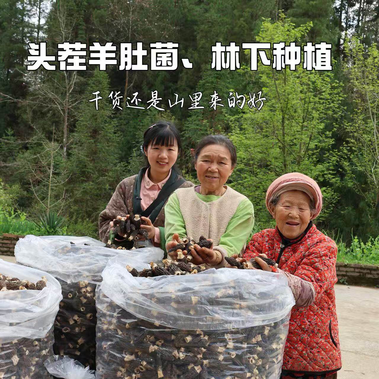 【燕麦行游】重庆石柱特产羊肚菌干货蘑菇煲汤羊肚菌