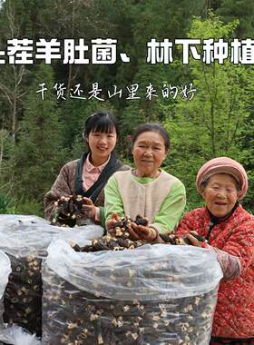 【燕麦行游】重庆石柱特产羊肚菌干货蘑菇煲汤羊肚菌
