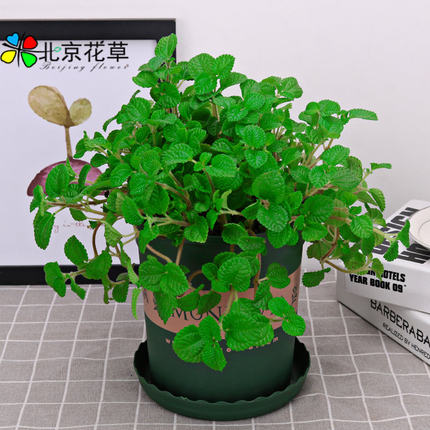 新家吸毒草新款草绿植小盆栽办公室内桌面花卉防辐射吸味吸甲醛