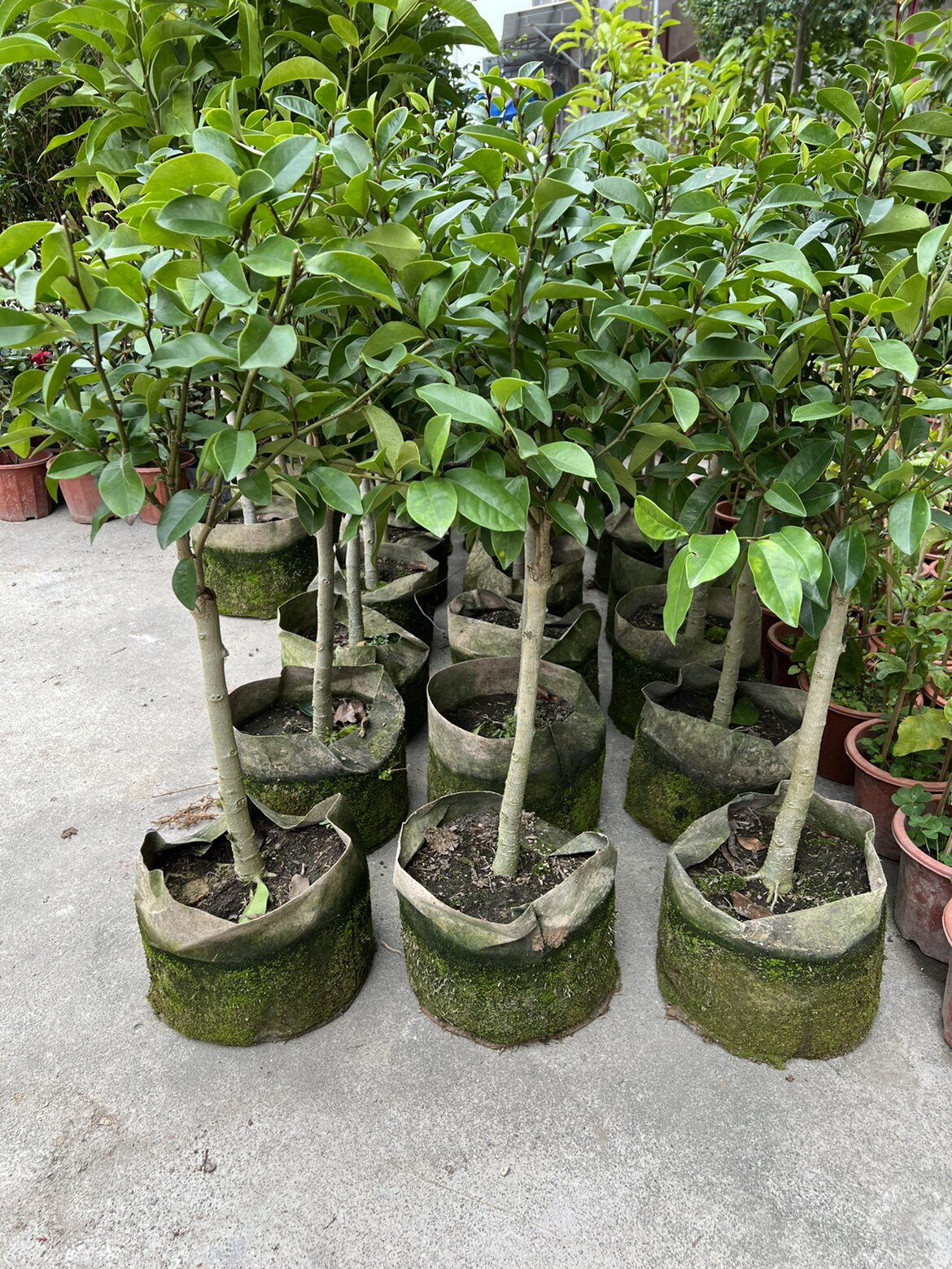 含笑花树苗棒棒糖形状直独干耐寒