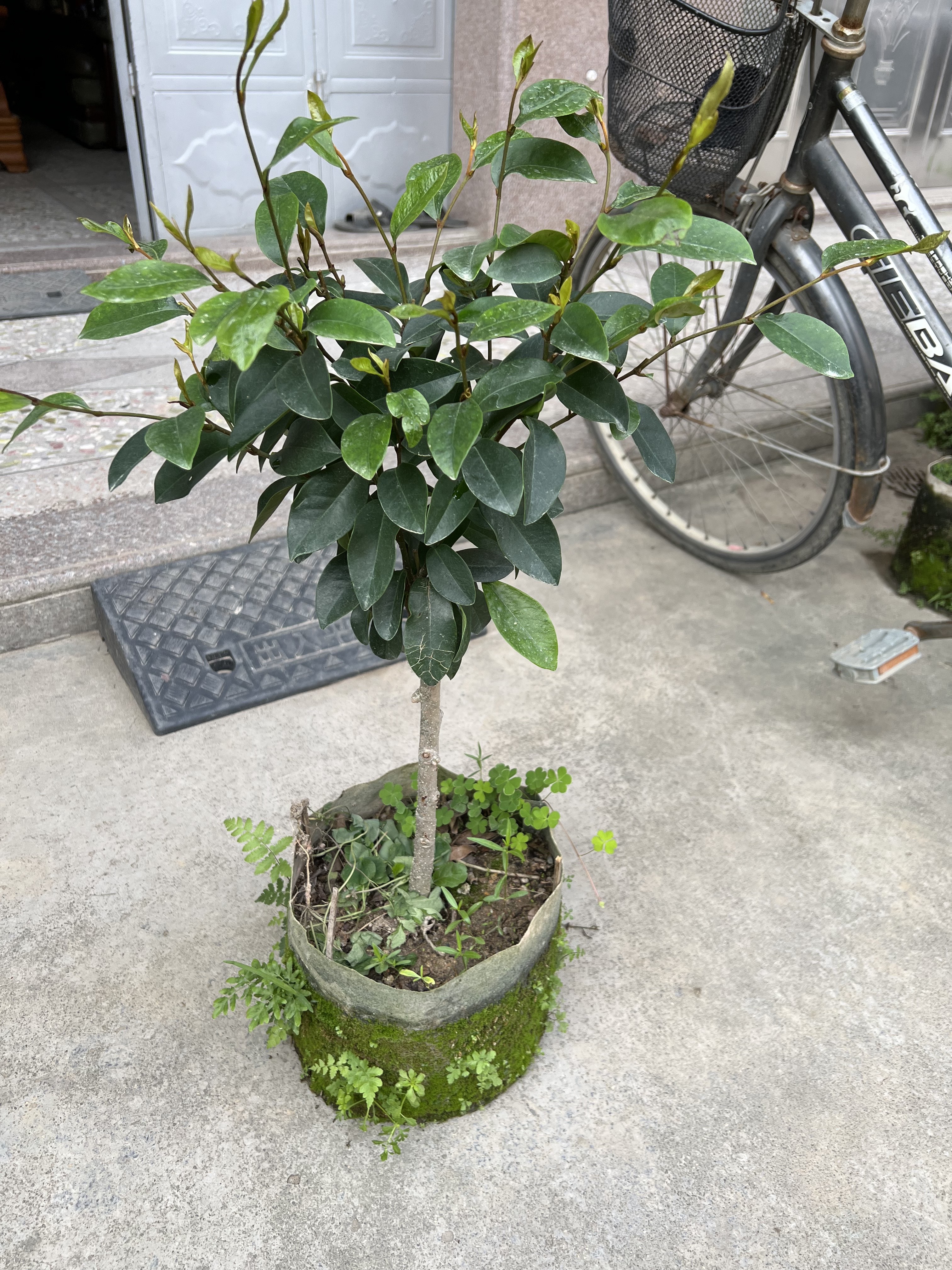 树苗含笑花苗室内室外棒棒糖型