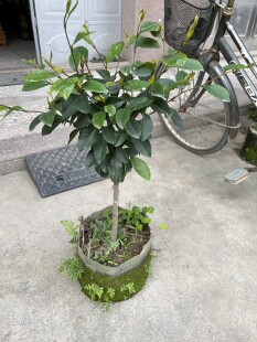 含笑花 含笑花苗 含笑花树苗 四季开花白含笑 含笑嫁接苗棒棒糖型