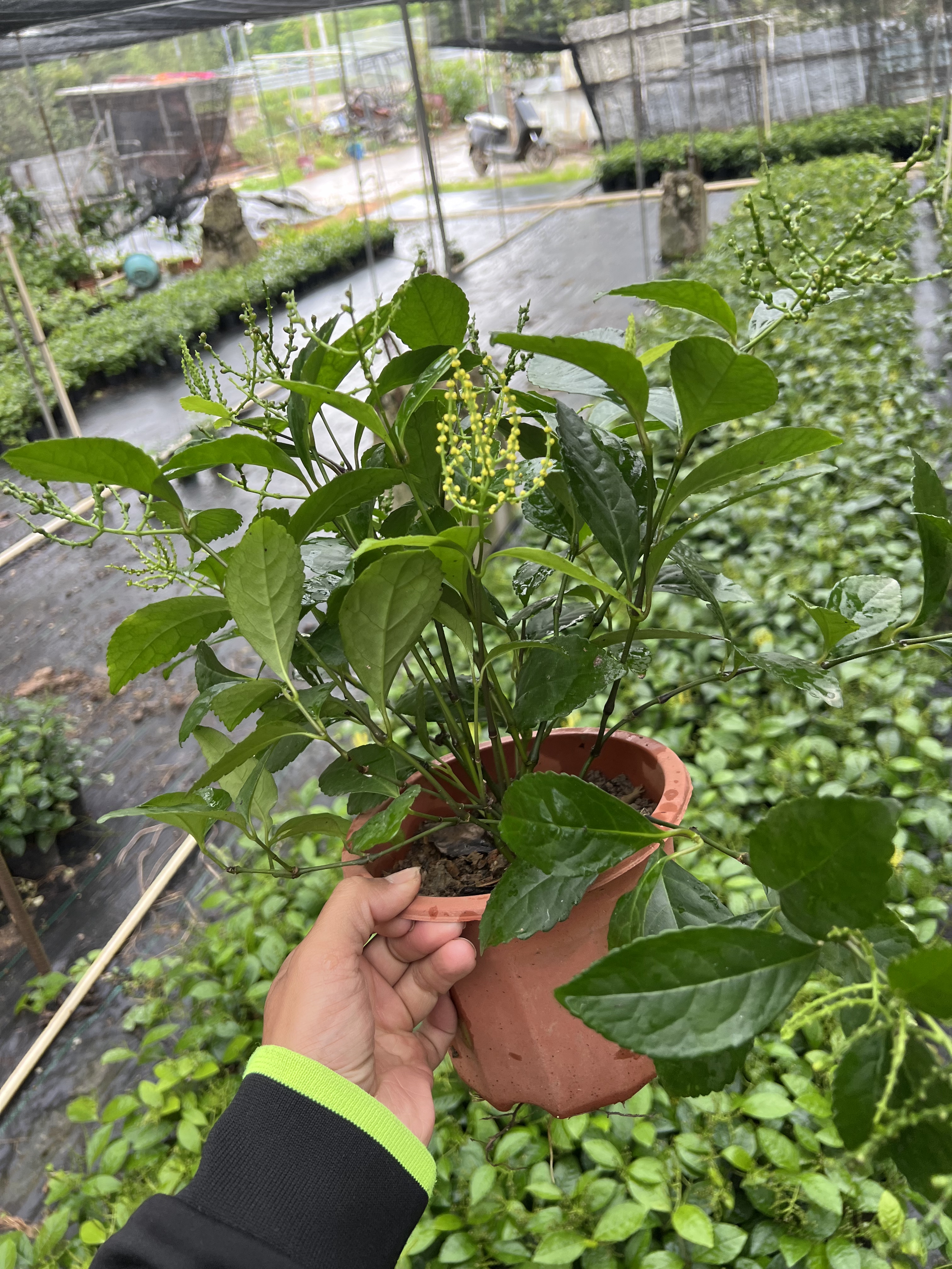 珠兰当年开花 金粟兰鱼子兰鸡爪兰花香叶绿 姿态优美庭院阳台盆栽