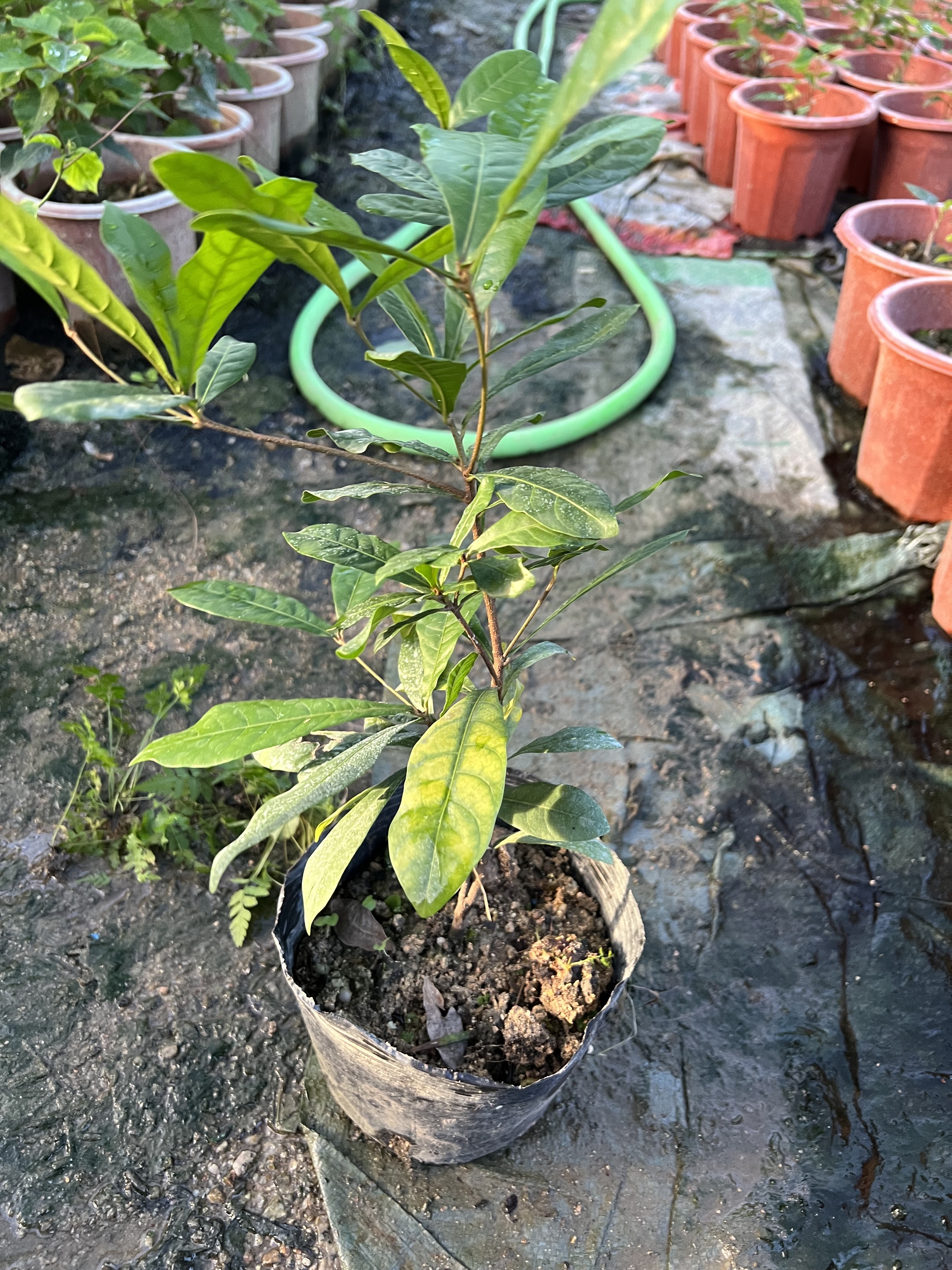 神秘果苗 变味果 改变味觉酸变甜神秘果 树苗 四季开花结果水果苗