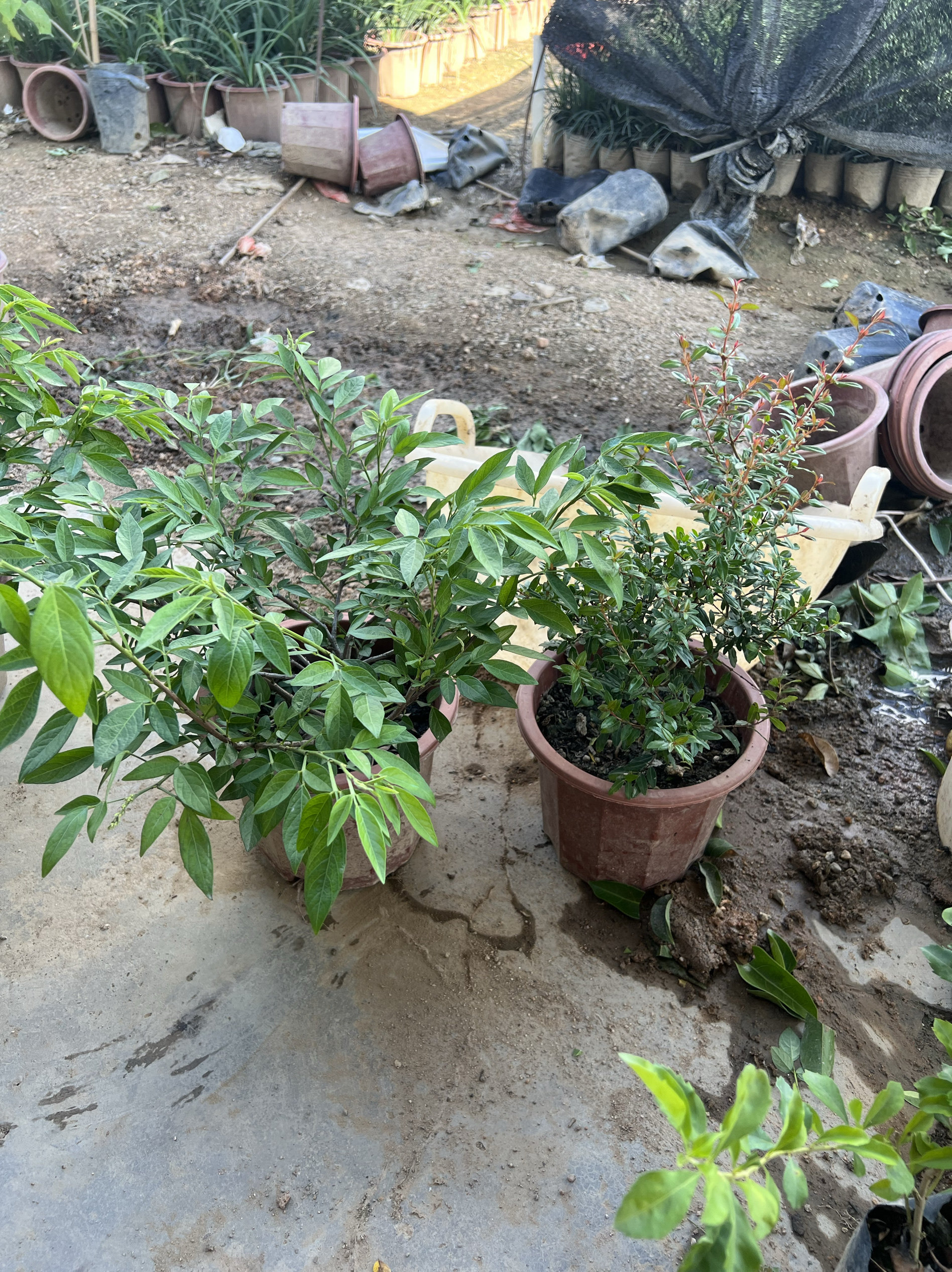 石榴花盆栽阳台绿植潮汕红花抹草