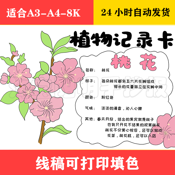 211 植物记录卡手抄报 黑白线稿可打印填色