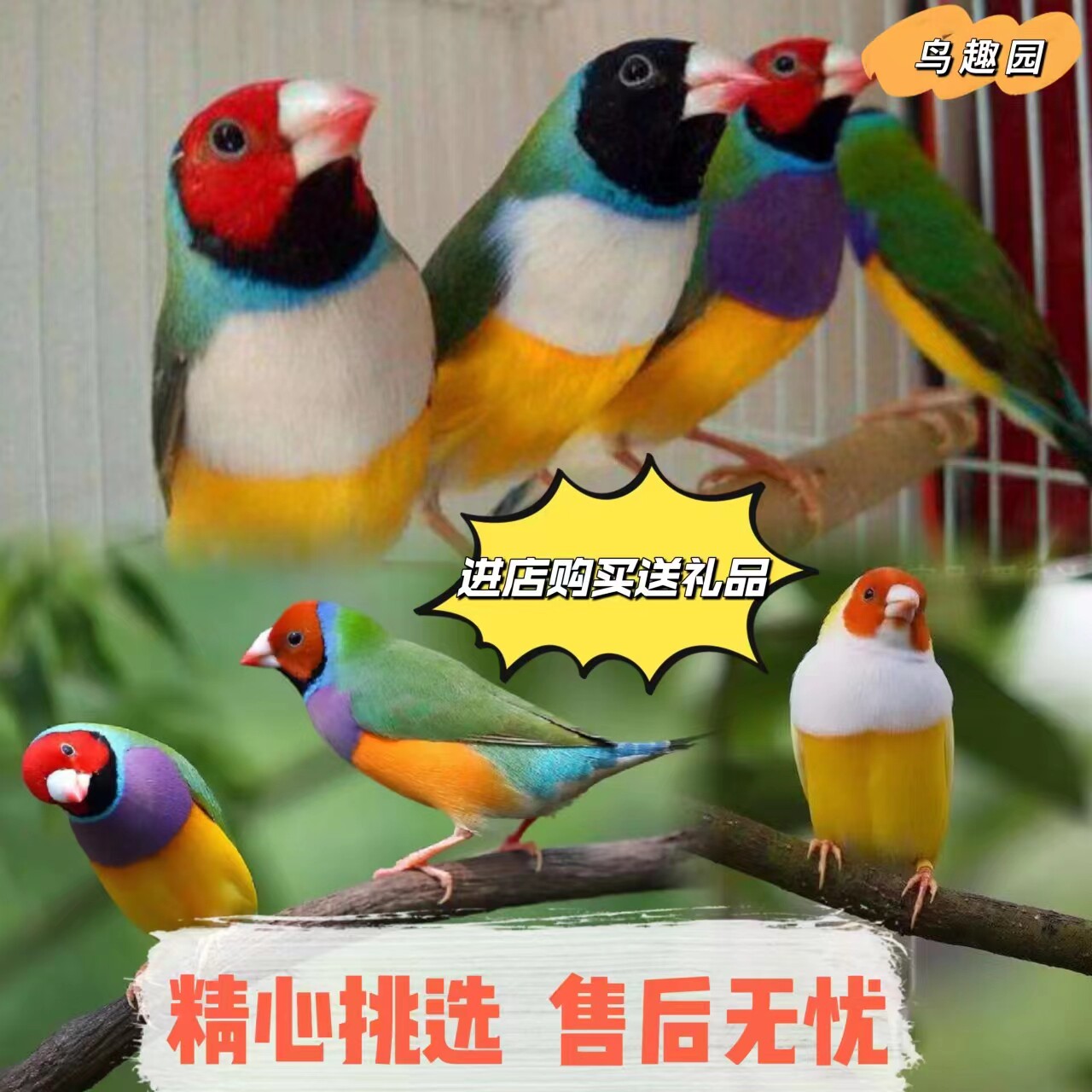 鸟活物七彩文鸟红头紫胸金背文鸟观赏鸣叫鸟爱情鸟活体包邮
