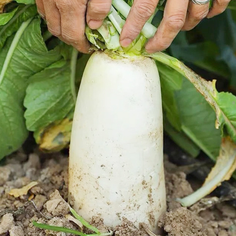 大白萝卜种子春秋四季播种蔬菜籽种大田种植高产九斤王长白萝卜孑