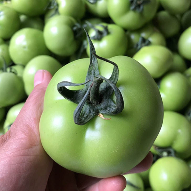 贼不偷西红柿种子东北特色草莓绿柿子青绿番茄种籽春秋季蔬菜种孑