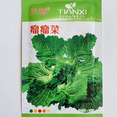 瘤瘤芥菜高产地方特色菜秋季