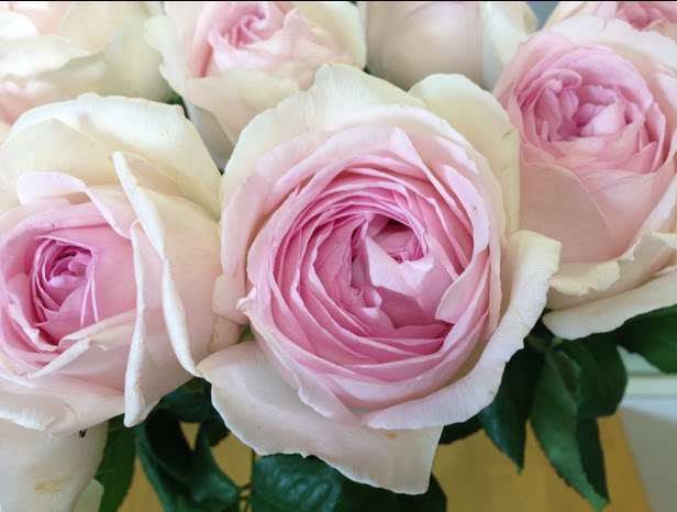 末离园 婚礼盒  伊芙系列 灌木 强香 月季 阳台庭院盆栽花卉绿植