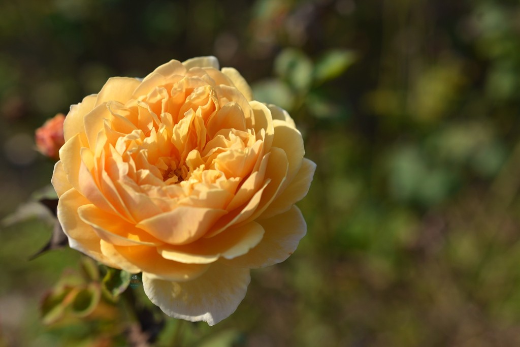 末离园 魔力牛 欧月 大卫奥斯汀 强香抗病灌木月季 庭院盆栽绿植