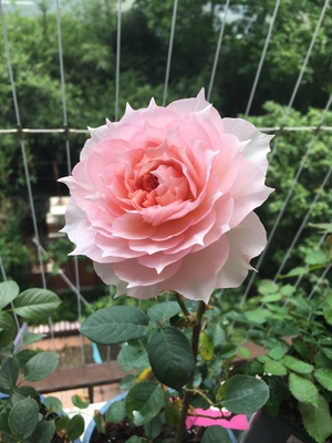 灌木莫妮卡戴维女王庭院盆栽月季