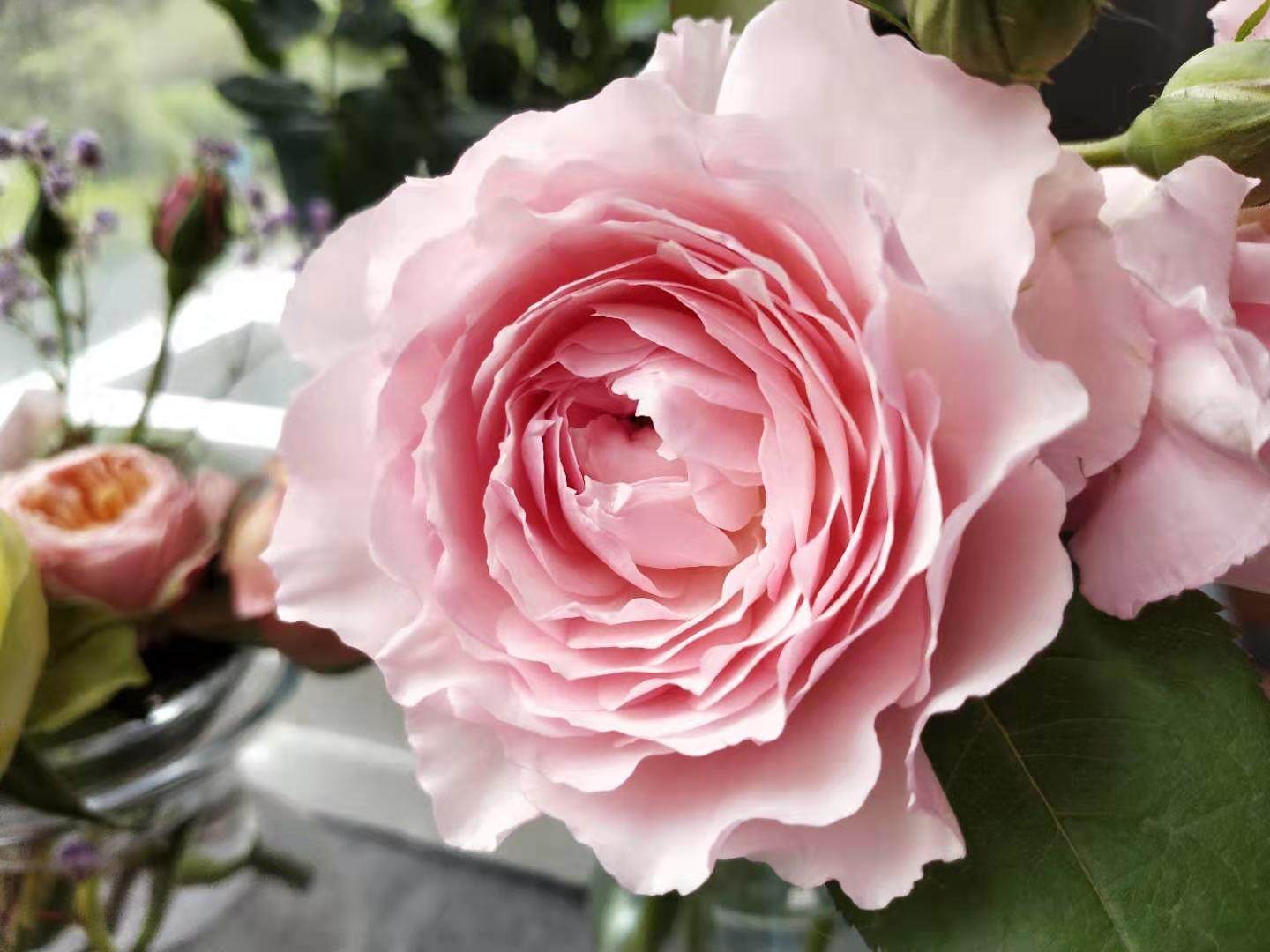 末离园 美咲 抚子 日本丰花月季 灌木 带盆v9方盆 盆栽绿植花卉