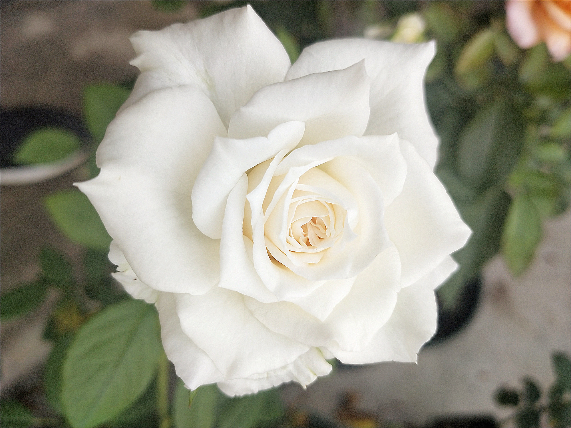 末离园 新品月季 冰峰 安娜普尔纳 纯白色强香 灌木花卉 盆栽绿植