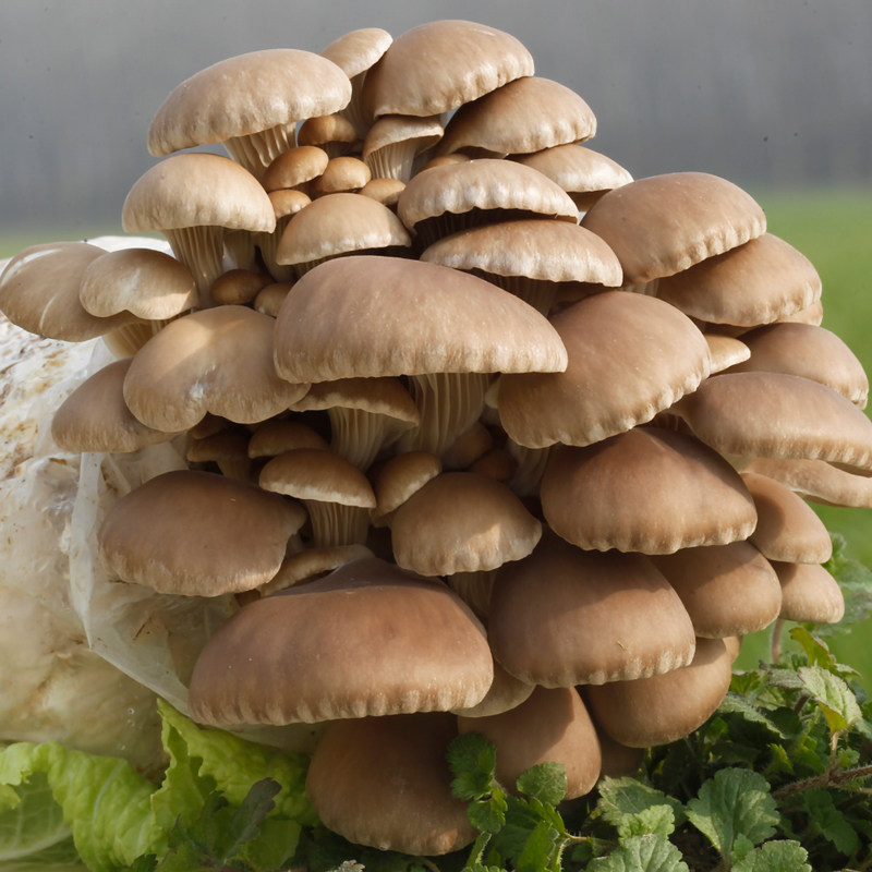 春艺灰平菇菌种蘑菇菌包菌棒盆栽食用菌家庭儿童蘑菇种植桶包邮盒