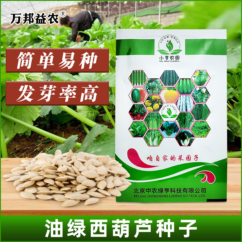 绿亨油绿西葫芦种籽蔬菜种孑