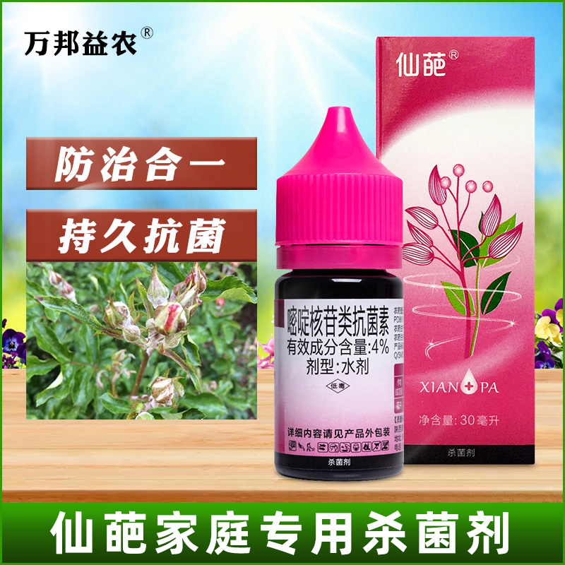 仙葩多肉月季黑斑病杀菌剂