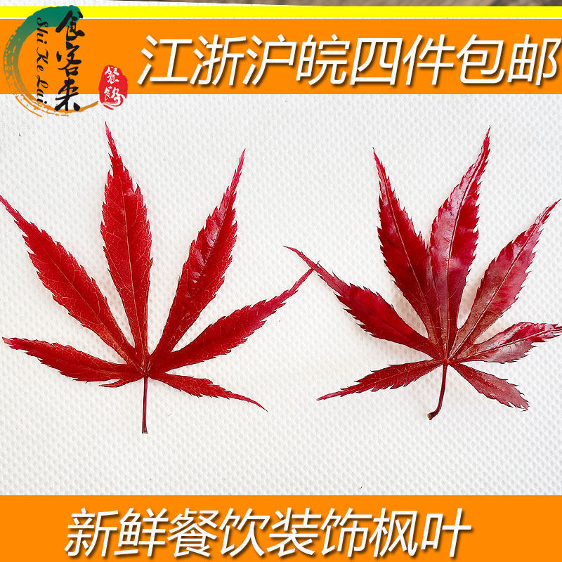 新鲜可食用花苗红枫叶枫树叶 餐饮配色 江浙沪皖四件包邮买四送一