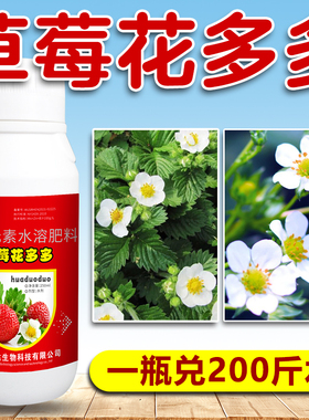 草莓专用催花素促进花芽分化草莓授粉座果精细胞分裂素草莓花多多