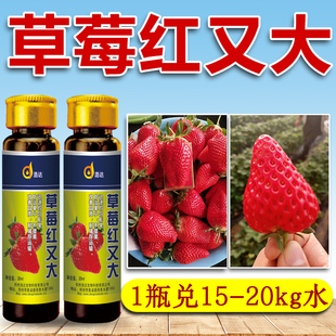 草莓红又大草莓专用快速膨大剂膨果特大增甜着色调节剂叶面肥料