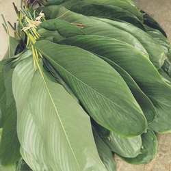 海南粽子叶儋州大粽叶新鲜柊叶现摘一把50张左右大小号同广西棕叶