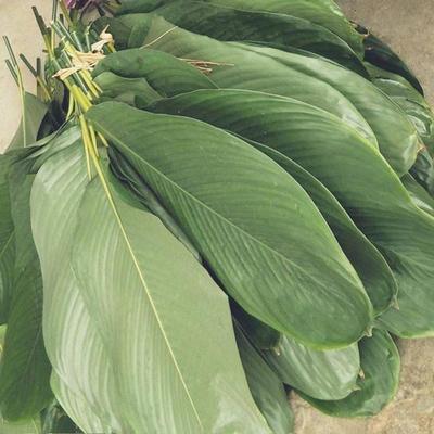 海南粽子叶新鲜柊叶广西棕叶